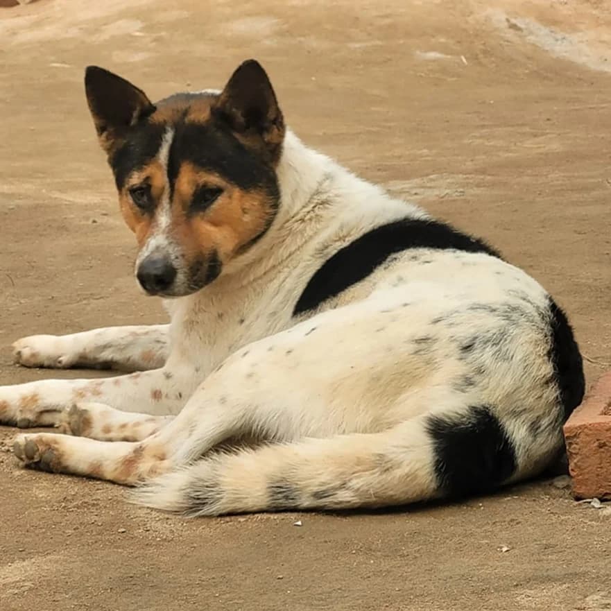 Rescued dog at SEVA Trust